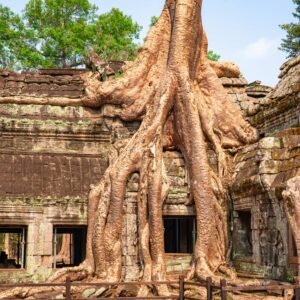 Half-Day Temple Tour: Ta Prohm (Tomb Raider) & Banteay Srei