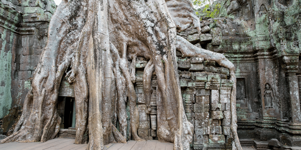 Ta Prohm2