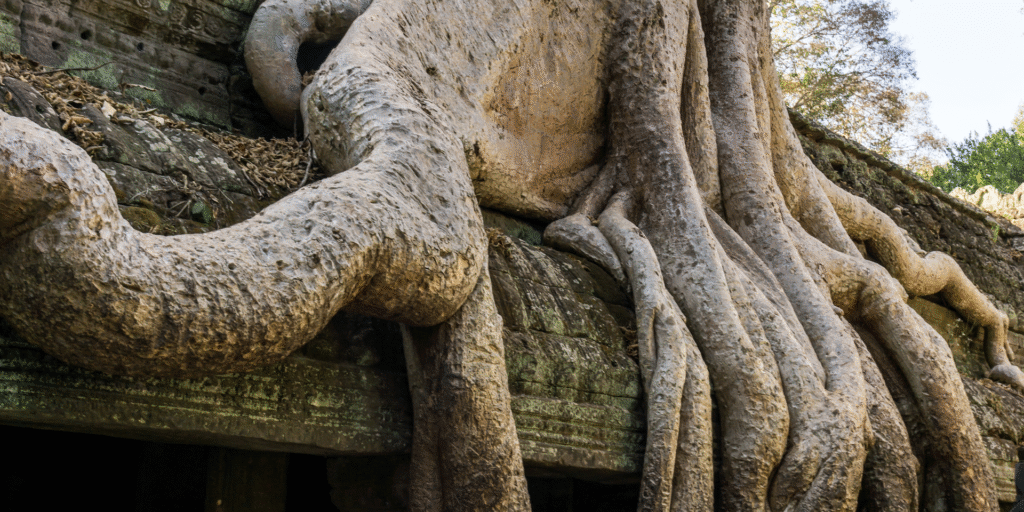 Ta Prohm4