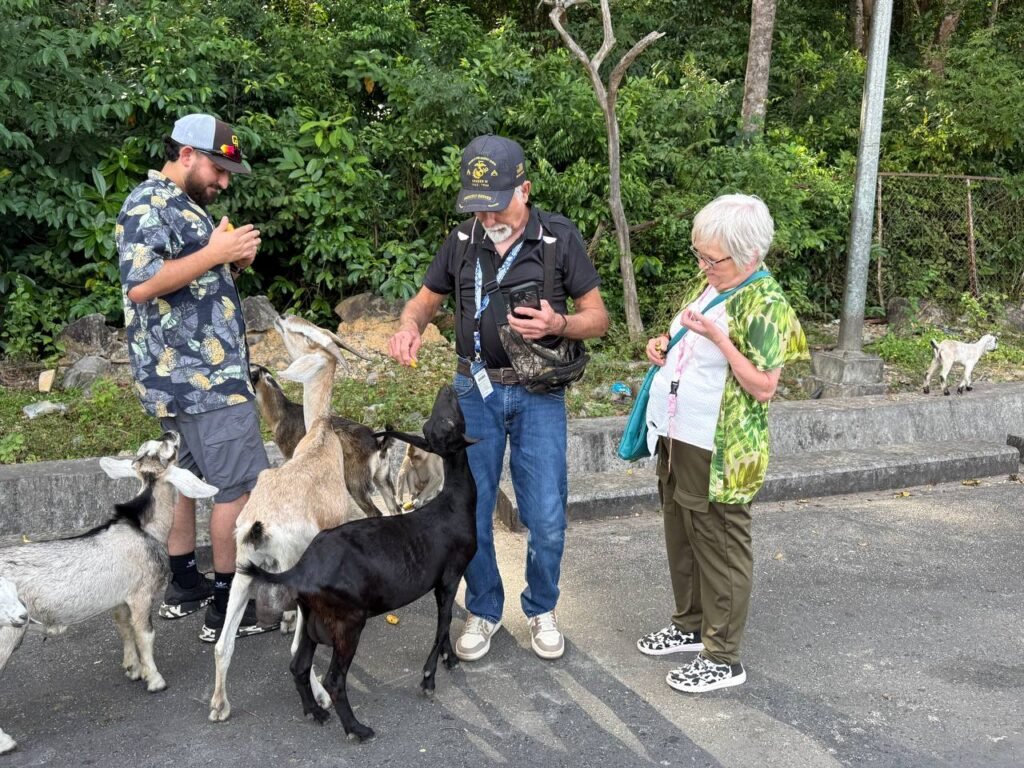 Feeding goat
