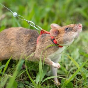 Meet APOPO’s Hero Rats – Unique Siem Reap Wildlife & Conservation Experience