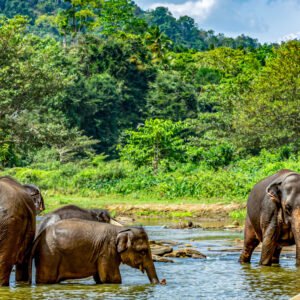 Walk with Elephants at Koulen Forest – Ethical Experience from Siem Reap